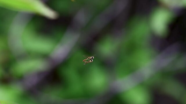 Close-up side view of two wild hover flies copulating in flight, highlighting their transparent moving wings and distinct yellow shoulder markings as they balance in the air.