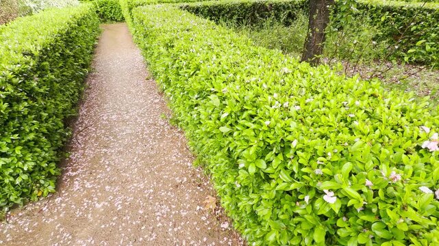 Pink cherry petals fall onto a damp garden path after a spring rain. This gentle movement creates a soft rustling sound amidst the distant hum of city life and singing birds.
