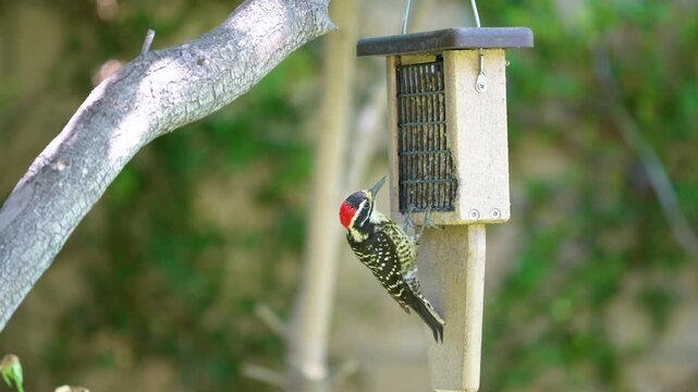 A Nuttall's Woodpecker feeds at a Southern California Suet feeder.
