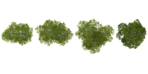 Fototapeta premium Collection of Taxodium plants isolated on white background from the top view