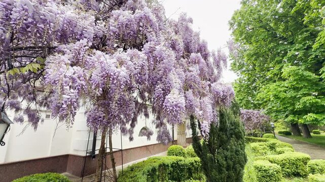 purple Wisteria flowers sway gently in the breeze. These blossoms create a soft rustling sound that mixes with birds singing and a distant city hum.