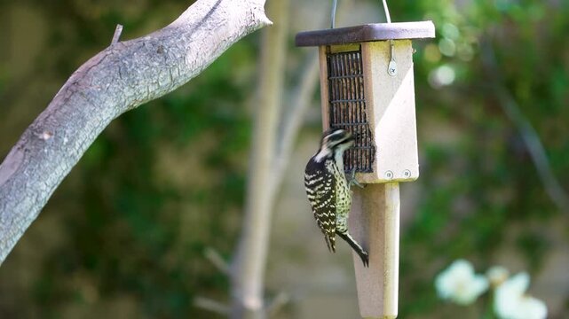 A Nuttall's Woodpecker feeds at a Southern California Suet feeder.