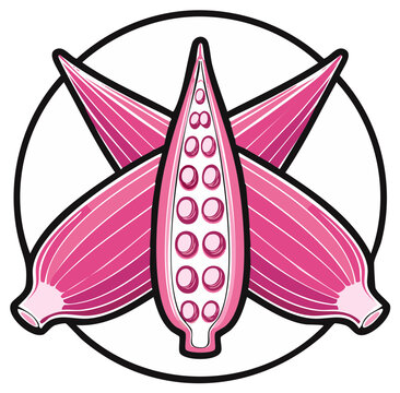 Illustration of vibrant pink okra pods sliced to reveal healthy edible seeds within a circular emblem