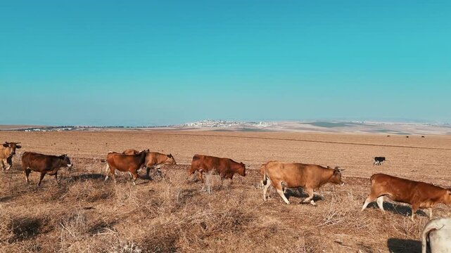 Drone Side Profile Tracking Shot of Cattle Herd Walking Across Dry Field