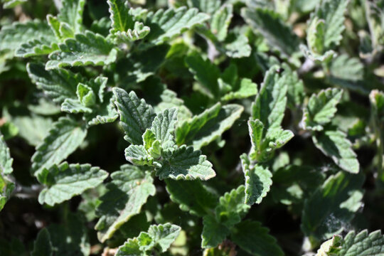Close-up of green foliage of Faassen&rsquo;s catmint (Nepeta &times; faassenii), showing soft, textured leaves with fine detail and natural garden light.