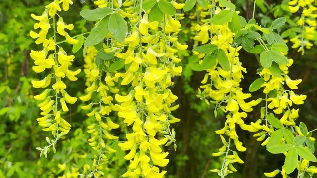 Raindrops tap against the hanging yellow blossoms and green leaves. This creates a soft, rhythmic pattering sound. The water then drips onto the wet ground with a light, liquid clicking.
