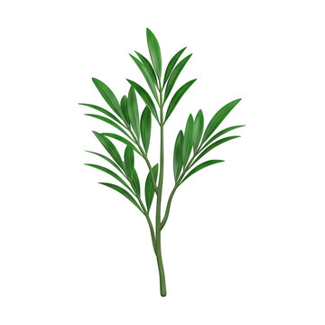 Green Oleander Branch with Leaves