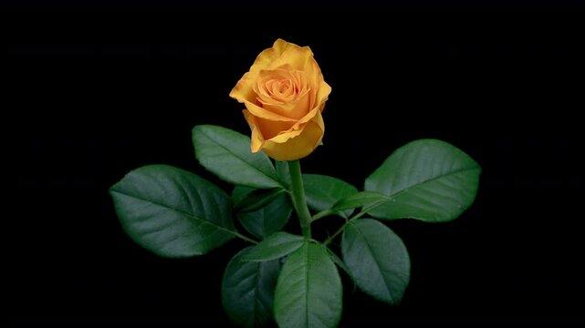 Beautiful opening yellow rose on black background.