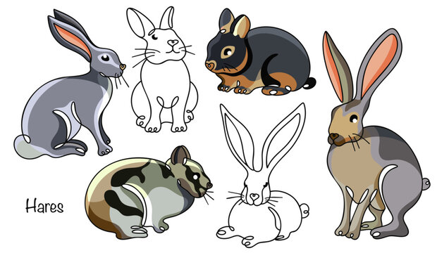 Hares