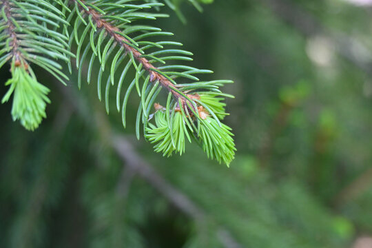 Close-up of young spruce shoots (Picea spp.), showing fresh light-green growth and soft new needles emerging in natural spring light.