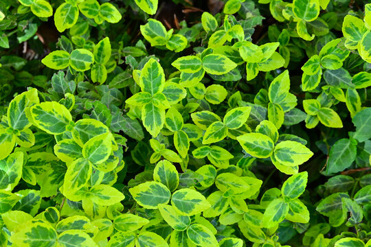 Full frame of Euonymus fortunei foliage creating a dense natural green background, with small variegated leaves forming a textured ornamental plant surface.