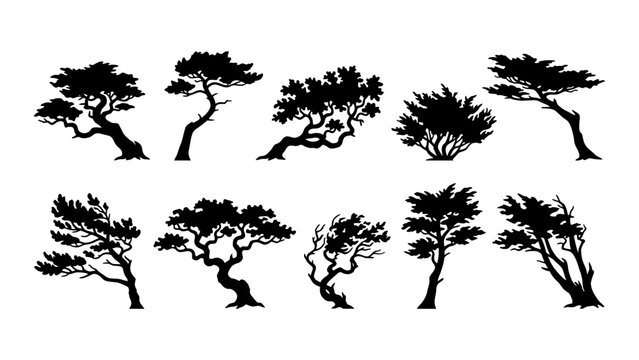 Vector silhouette collection of windswept pine and bonsai trees with twisted trunks and detailed foliage