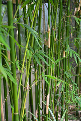 Obraz premium Close-up of Bambusa oldhamii (giant timber bamboo), showing tall green culms and segmented nodes with lush tropical foliage in natural light.