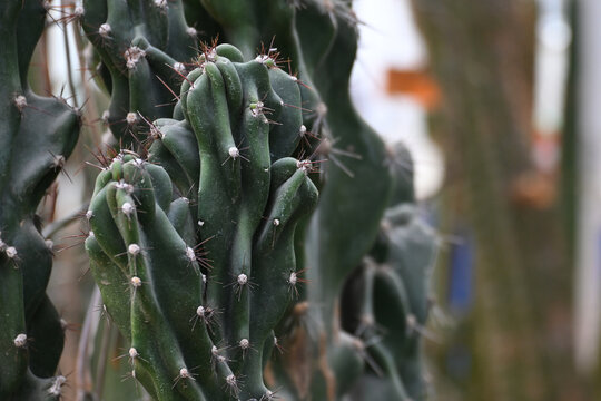 Close-up of Cereus peruvianus f. monstrosus (Monstrose Cactus), showcasing twisted sculptural growth, intricate textures, and unique succulent patterns in natural light.