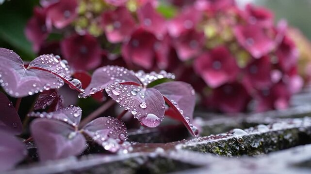 Purple oxalis leaves with fresh water droplets against a background of burgundy hydrangea flowers in a moody garden setting