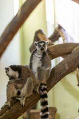 Fototapeta premium Two ring-tailed lemurs rest on large wooden climbing branches. One lemur looks directly at the camera while the other grooms itself. The brightly lit background is blurred, providing copy space.