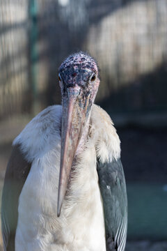 A detailed portrait of a Marabou stork (Leptoptilos crumenifer) featuring its massive beak and textured, featherless head, photographed outdoors against a blurred enclosure background.