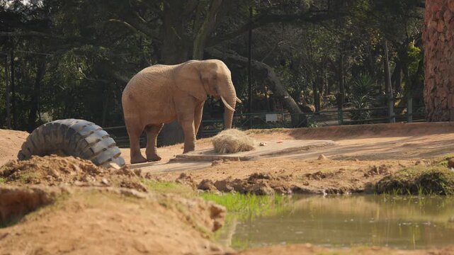 African elephant bull approaches feeding station and happily selects small food items with trunk