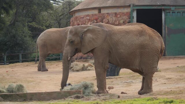 Large African elephant eats hay and pumpkins, ground squirrel scurries along sandy ground below