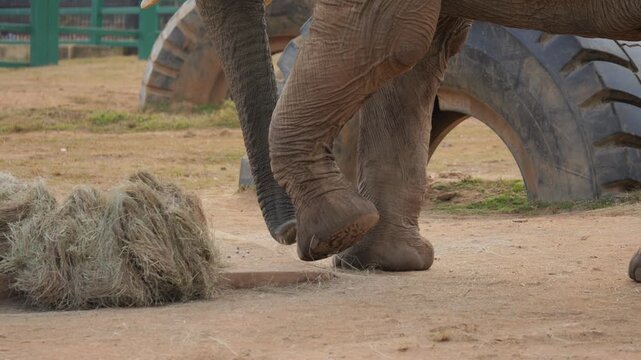 Feet of African elephant walking away from feeding station in enclosure