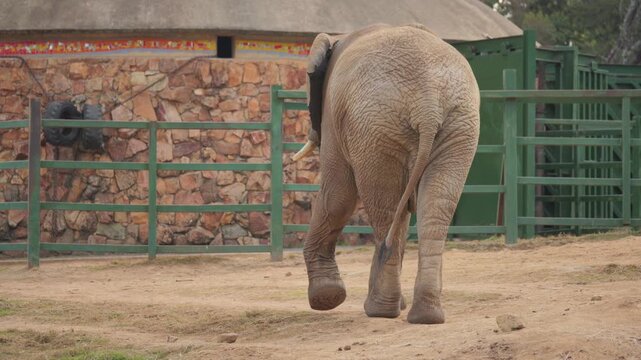 Elephant slowly walks across zoo enclosure, sniffing ground with trunk