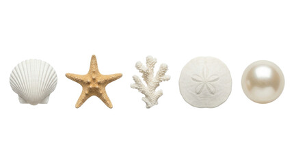Seashells starfish coral and pearl, isolated on transparent background © PNG Lab