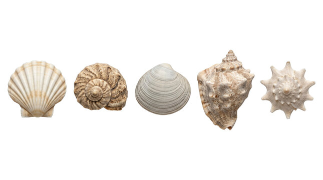 Collection of various detailed ocean seashells, isolated on transparent background