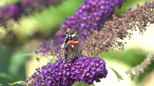 Red Admiral butterfly (Vanessa atalanta) feeding on a purple buddleja flower (butterfly bush) during the summer season, macro photography of butterflies close-up stock video footage clip