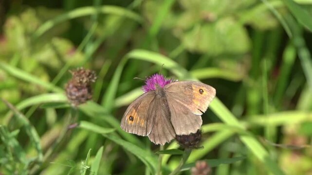 Macro close-up of a Meadow Brown butterfly (Maniola jurtina), showcasing its characteristic orange-flushed wings and black eyespots in a natural habitat, butterflies stock video footage clip