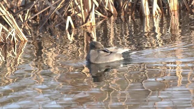 Male gadwall duck (Mareca strepera) dabbling for food while floating in water, showcasing distinctive gray plumage and black stern, bird wildlife stock video footage clip