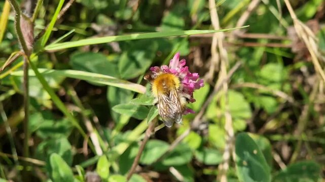 Common Carder Bee (Bombus pascuorum) a ginger brown bumblebee flying insect found in the UK and Europe, wildlife stock video footage clip