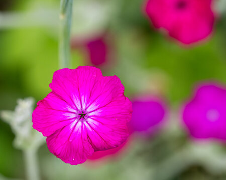 Brilliant Rose Campion Flower in Summer Garden