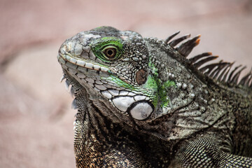 Fototapeta premium Iguana portrait