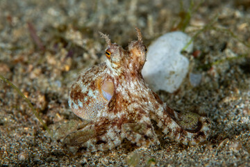 Coconut octopus resting on sandy seafloor in Anilao Philippines © Leon Burda