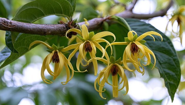 Delicate yellow blossoms dangle from a branch, against a soft, blurred background
