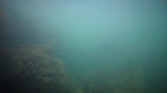 Large underwater rock formation covered with brown seaweed and marine vegetation in turquoise coastal water