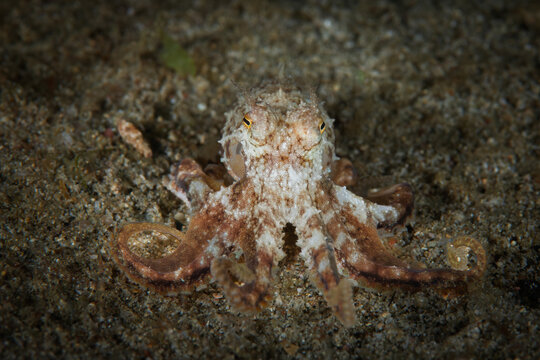 Coconut octopus camouflaged on sandy seafloor in Anilao Philippines