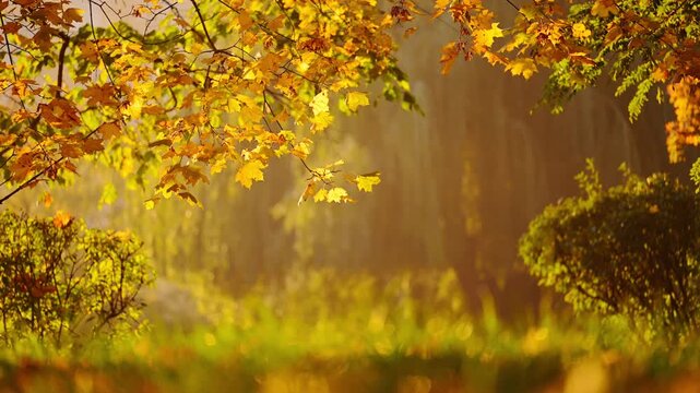 Peaceful fall nature scene with maple leaves, golden light and copy space.