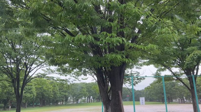 雨の日の車中からみたワイパー