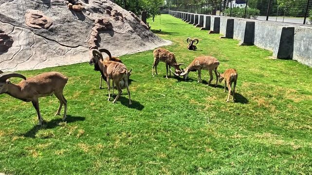 60fps wildlife video of wild sheep herd grazing in daylight.