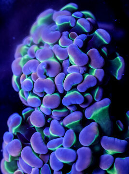Bi-Color Hologram Hammer Coral Macro Underwater in Saltwater Aquarium