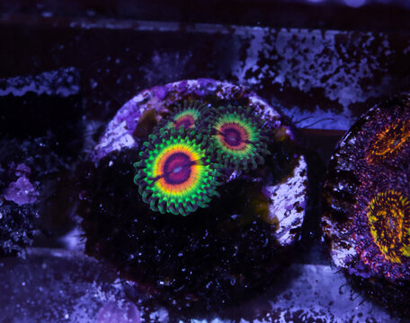 Rasta Zoanthid Coral Macro Close Up in Reef Aquarium