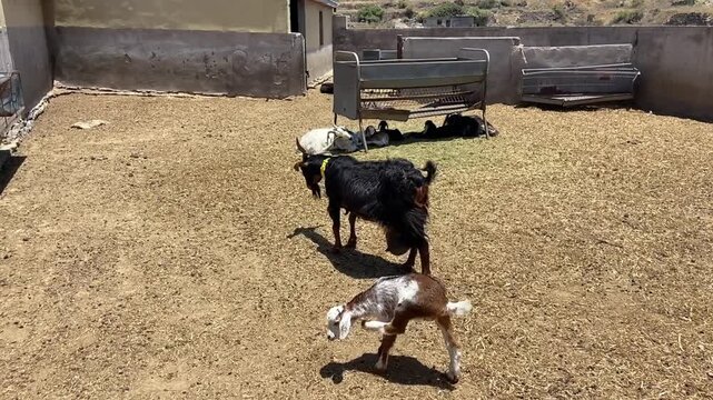 Mother goat with kids on dry pasture farm of Guimar, Tenerife, Canary Islands at sunny day. Rural life scene,
4K.	
