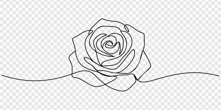 Rose flower in continuous line art drawing style. Black linear sketch isolated on white background. Vector illustration, Continuous line art illustration of a rose flower. A minimalist and elegant