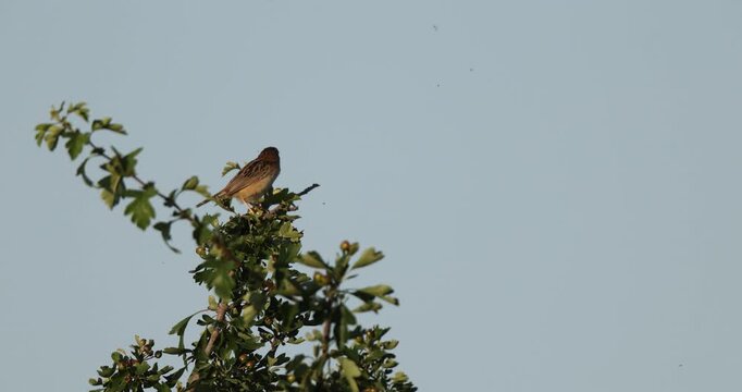 Zitting Cisticola (Cisticola juncidis) Singing Perched on a Common Hawthorn (Crataegus monogyna) Shrub, Abruzzo, Italy