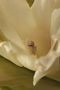 Smoke close-up White, beige cream gladiolus Flower bud Petals, pistil; stamen. Natural art blur background.