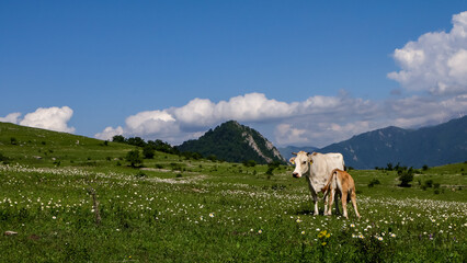 Fototapeta premium A light-colored domestic cow and her small brown calf standing on a blooming daisy field in the mountains. Picturesque summer landscape with vibrant green hills, majestic mountain peaks, and fluffy wh