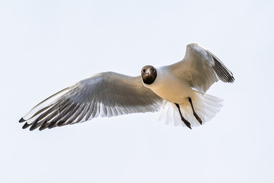 Black-headed Gull, Chroicocephalus ridibundus, bird in flight, England, Europe