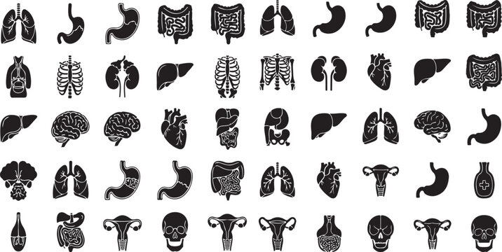 Internal human organ anatomy silhouette icons with reproductive intestines healthcare physiology clinical education medicine internal structure