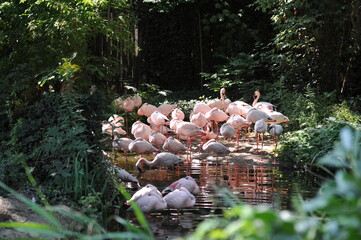 Gruppe von Flamingos in einer Wasserlandschaft mit natürlicher Vegetation. Faszinierendes Tiermotiv für Zoologie, Tierparks, Naturschutz, Biodiversität und exotische Vogelarten. Echtfoto. © JPbodyparts